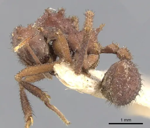 Mycetomoellerius zeteki specimen