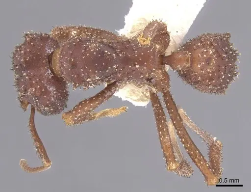 Mycetomoellerius zeteki - CASENT0912534