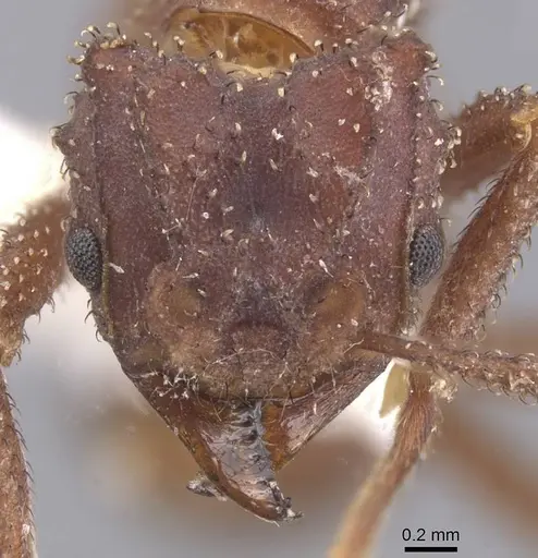 Mycetomoellerius zeteki - CASENT0912534