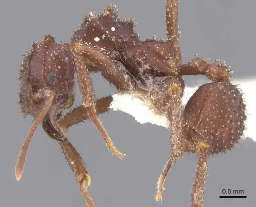 Mycetomoellerius zeteki - CASENT0912534