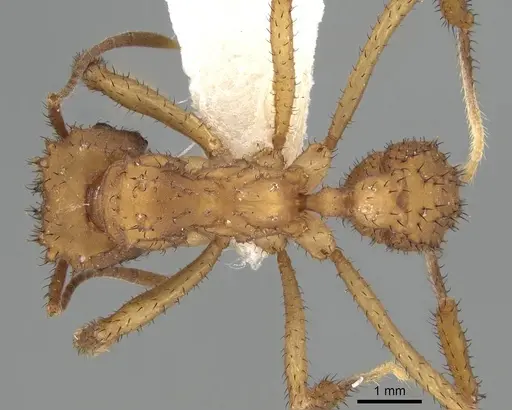 Mycetomoellerius zeteki - CASENT0919983