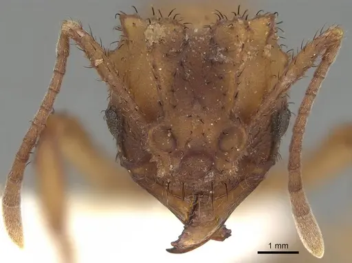 Mycetomoellerius zeteki - CASENT0919983