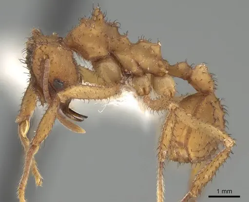 Mycetomoellerius zeteki - CASENT0919983