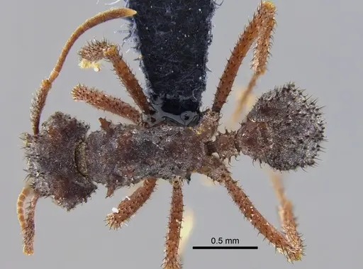 Mycetomoellerius zeteki - CBUMAGENT42006