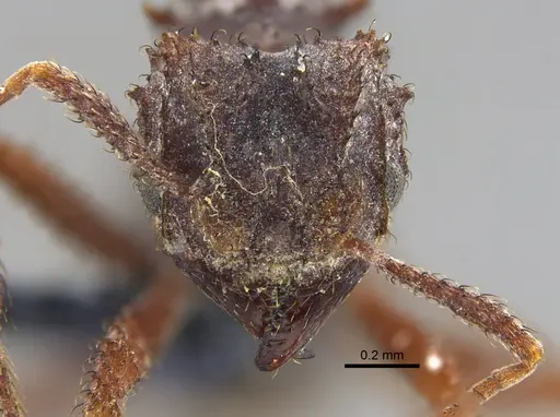 Mycetomoellerius zeteki - CBUMAGENT42006