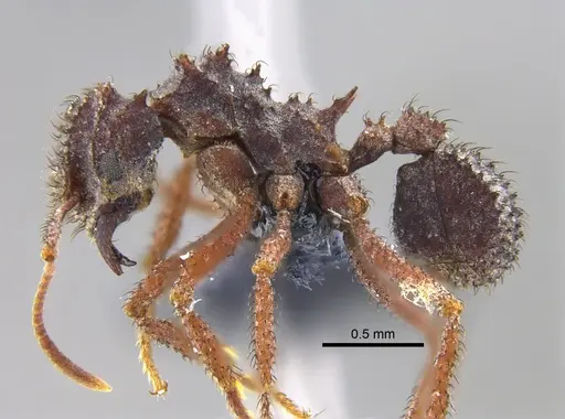 Mycetomoellerius zeteki - CBUMAGENT42006