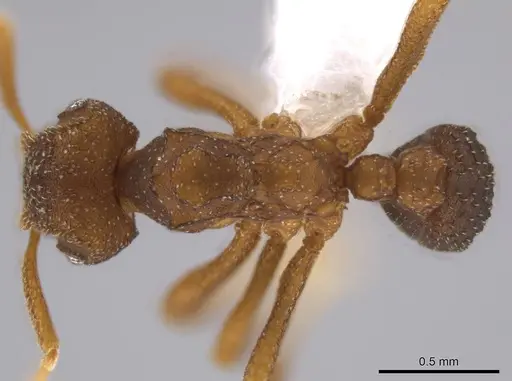 Mycetophylax andersoni specimen