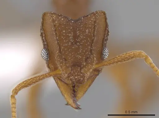 Mycetophylax andersoni specimen