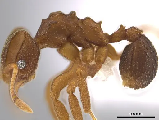 Mycetophylax andersoni specimen