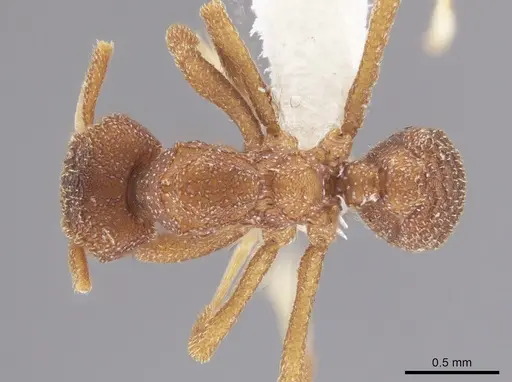 Mycetophylax andersoni - CASENT0647633