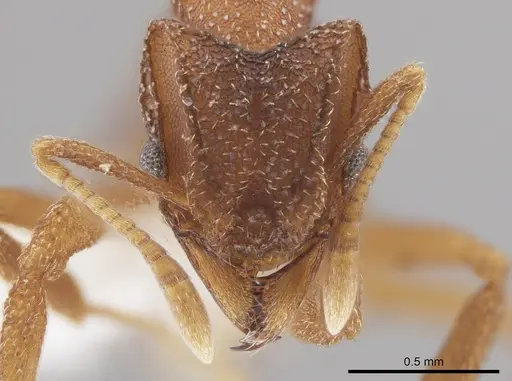 Mycetophylax andersoni - CASENT0647633