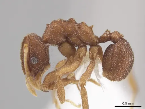 Mycetophylax andersoni - CASENT0647633