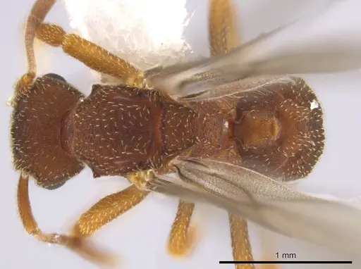 Mycetophylax andersoni - INB0003201099