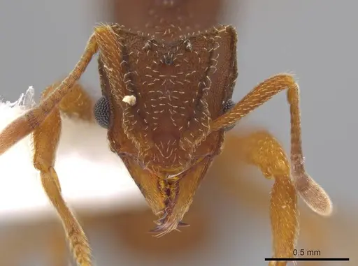 Mycetophylax andersoni - INB0003201099