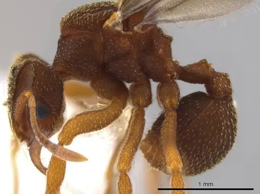 Mycetophylax andersoni - INB0003201099