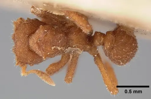Mycetophylax asper specimen