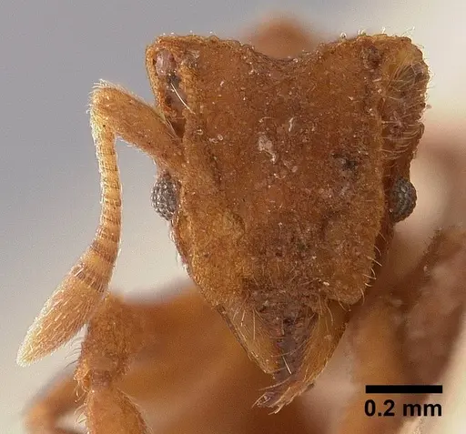 Mycetophylax asper specimen