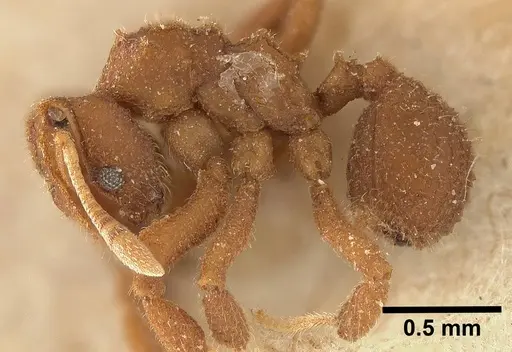 Mycetophylax asper specimen