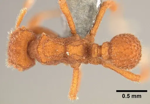 Mycetophylax asper - USNMENT00921167