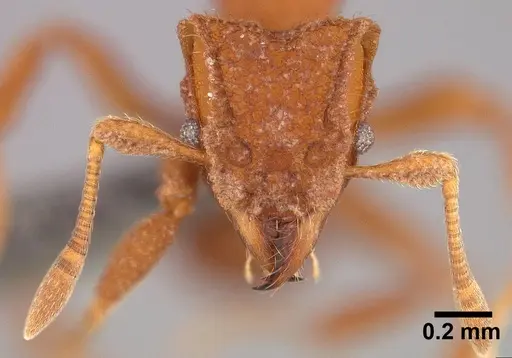 Mycetophylax asper - USNMENT00921167