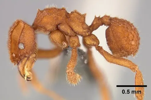 Mycetophylax asper - USNMENT00921167