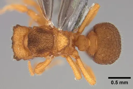 Mycetophylax asper - USNMENT00921168