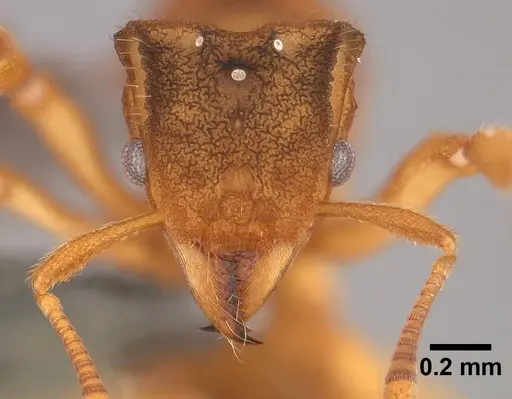 Mycetophylax asper - USNMENT00921168