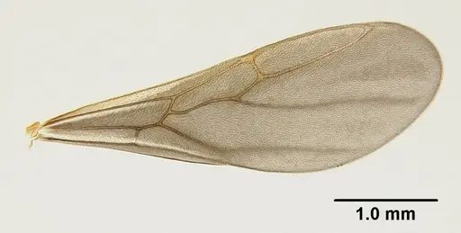 Mycetophylax asper - USNMENT00921168
