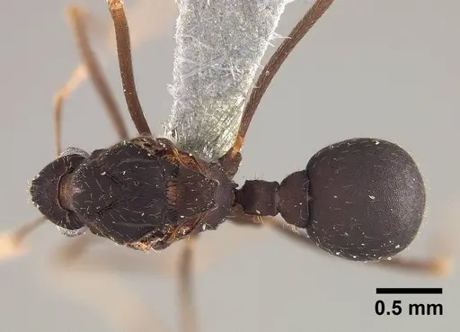 Mycetophylax asper - USNMENT00921169