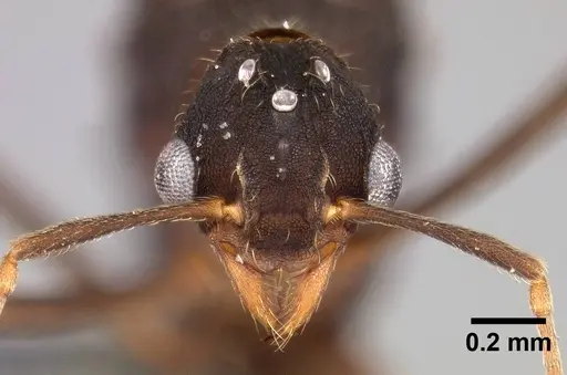 Mycetophylax asper - USNMENT00921169