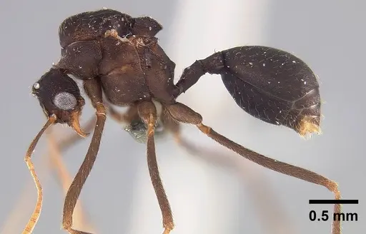 Mycetophylax asper - USNMENT00921169