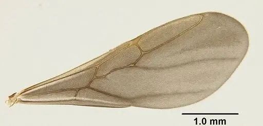 Mycetophylax asper - USNMENT00921169