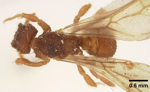 Mycetophylax asper - USNMENT00923112