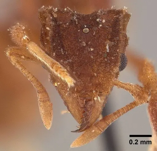 Mycetophylax asper - USNMENT00923112