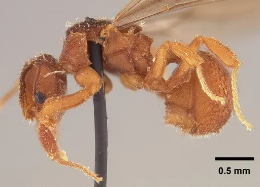 Mycetophylax asper - USNMENT00923112