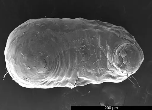 Mycetophylax asper - USNMENT01126244