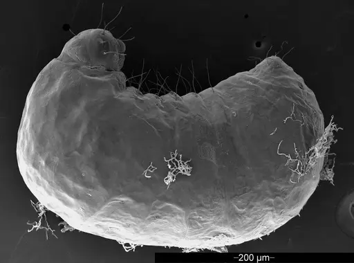 Mycetophylax asper - USNMENT01126244