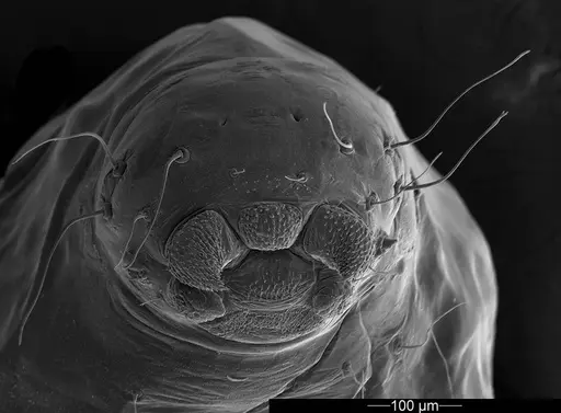 Mycetophylax asper - USNMENT01126244