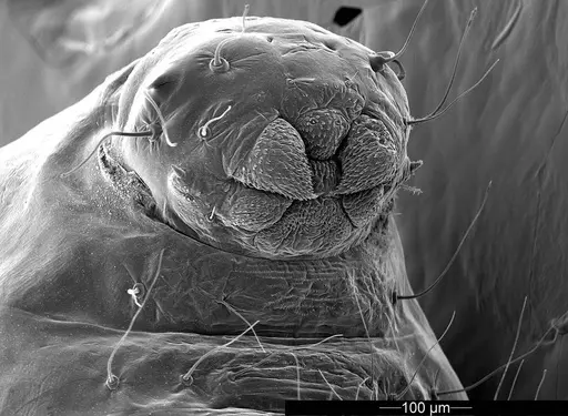 Mycetophylax asper - USNMENT01126244