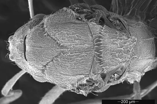 Mycetophylax asper - USNMENT01126245