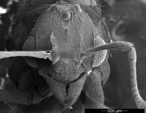 Mycetophylax asper - USNMENT01126245