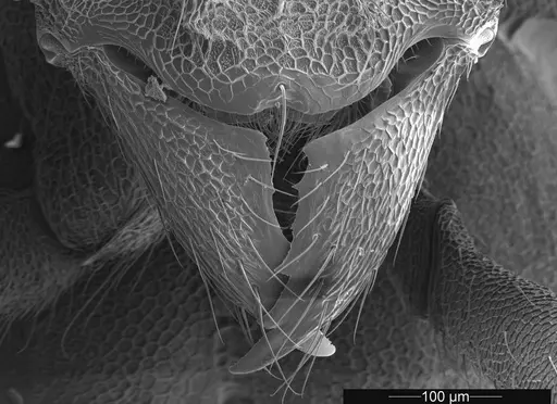 Mycetophylax asper - USNMENT01126245