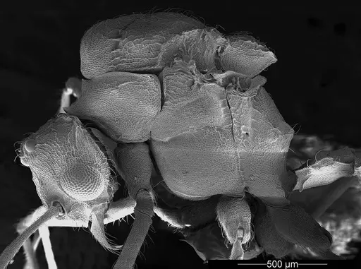 Mycetophylax asper - USNMENT01126245