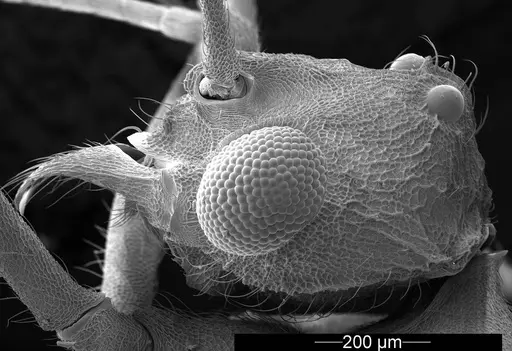 Mycetophylax asper - USNMENT01126245