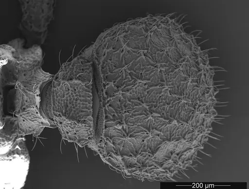 Mycetophylax asper - USNMENT01126246