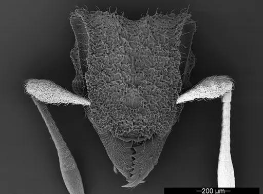 Mycetophylax asper - USNMENT01126246