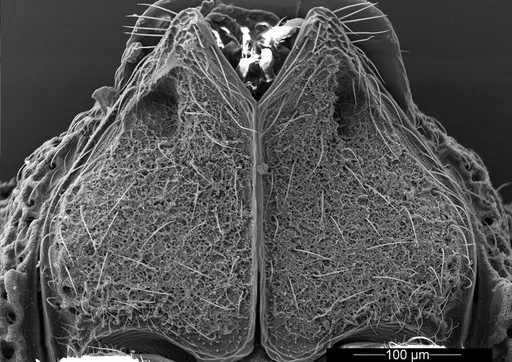 Mycetophylax asper - USNMENT01126246