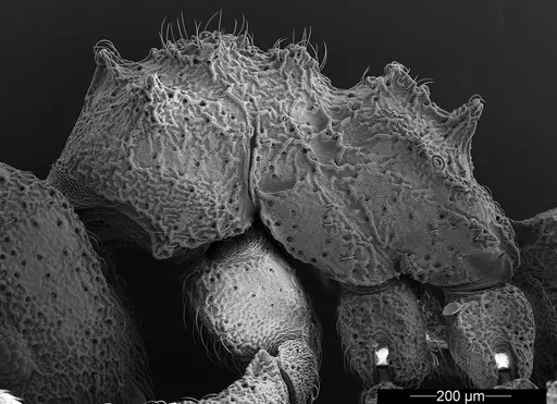 Mycetophylax asper - USNMENT01126246