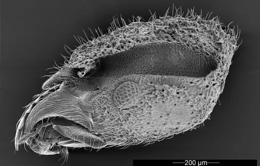 Mycetophylax asper - USNMENT01126246