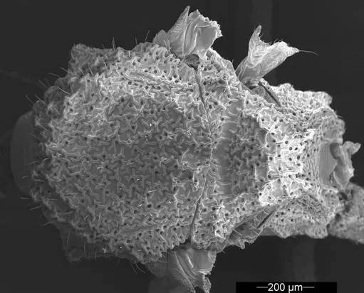 Mycetophylax asper - USNMENT01126247